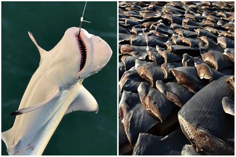 How Many Sharks Do We Kill? - Newsweek