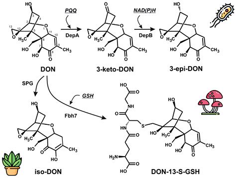 Cross-Kingdom Enzymatic Strategies for Deoxynivalenol Detoxification ...