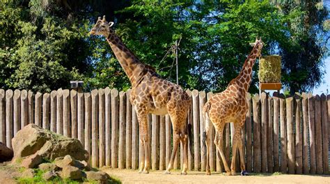 Zoo Train To My 的图像结果