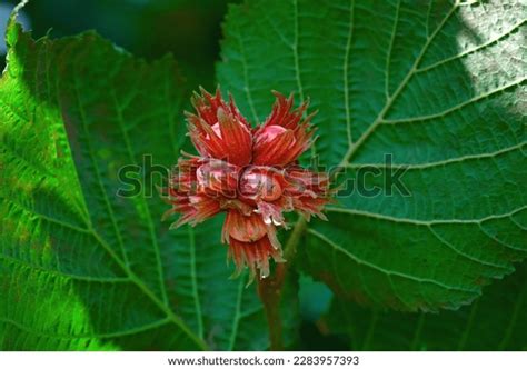 Hazelnut Leaves Background Photos and Images | Shutterstock