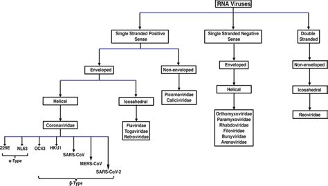 Image result for RNA Virus Classification