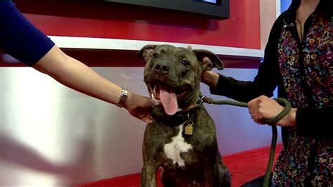 Furry Friends: Lancaster Humane League | fox43.com