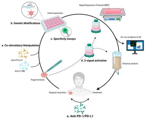 ACT Up TIL Now: The Evolution of Tumor-Infiltrating Lymphocytes in ...