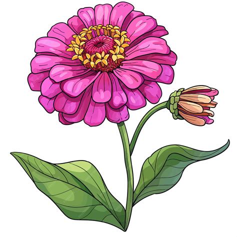 Premium Vector | Zinnia flowers