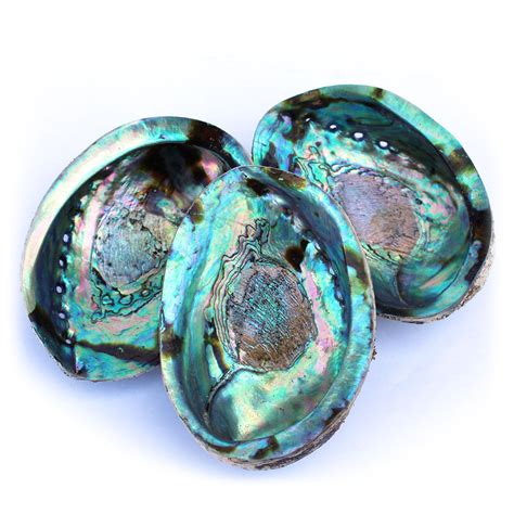 Abalone Shell