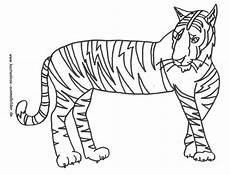 ausmalbilder tiere tiger ausmalbilder tiger tiere zum ausmalen malvorlagen tiger ausmalbilder tiere tiger ausmalbilder tiger tiere zum ausmalen malvorlagen tiger