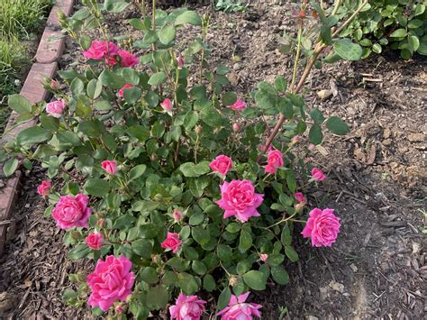 Pink Double Knockout Rose Planting Instructions at Petra Webster blog