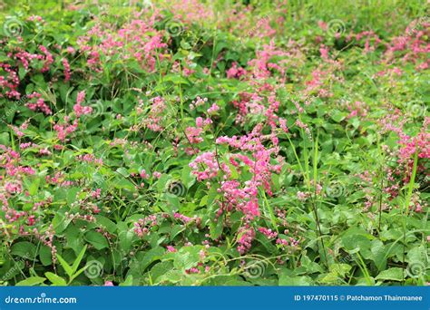 Pink Bush is a Flowering Plant of the Family Polygonaceae, Stock Image ...