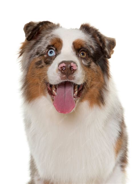 Premium Photo | Brown australian shepherd