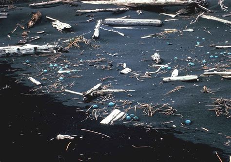 Ocean In Japanese Trash