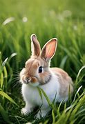 Image result for Cute Bunny to Color