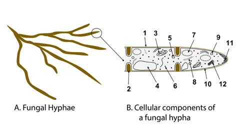 Mold Inspector 的图像结果