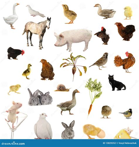 Farms Animal Isolated Set. Cute Domestic Farm Pets Watercolor ...