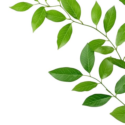 Leaves Green Color, Leaf, Green, Plant PNG Transparent Image and ...