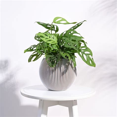 UGAOO Zuri Vase Ball Groove Planter for Home & Balcony Garden (Small ...