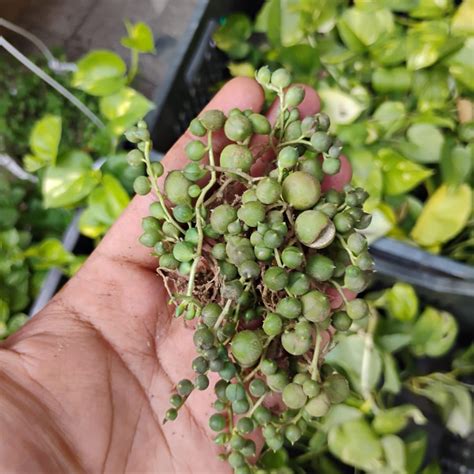 String of Pearls – Plant Orbit