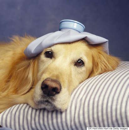 5 common signs your pet might be sick