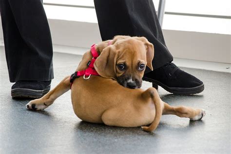 Animal Bloopers Compilation 的图像结果