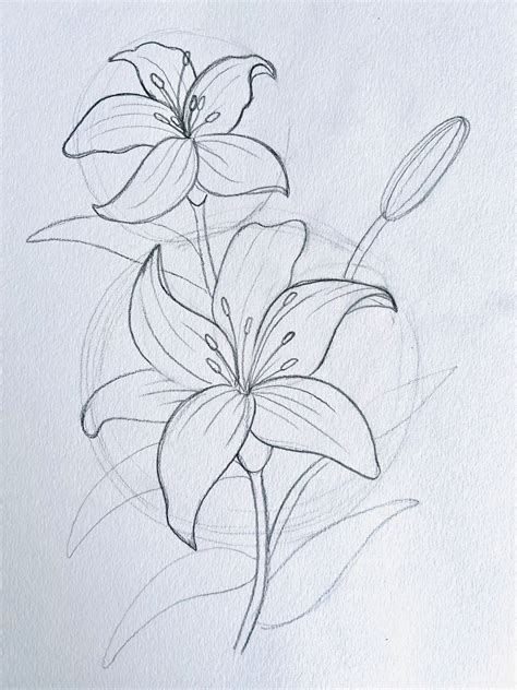 Lily Flower Drawing