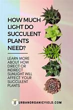 Image result for Succulent Heart Wreath