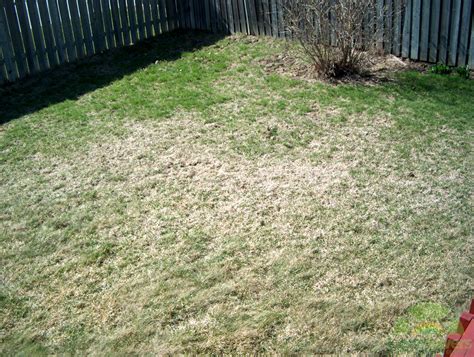 What Does Lawn With Grubs Look Like | Detroit Chinatown