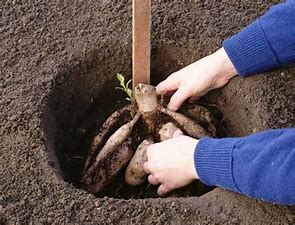 Image result for dahlia tubers planting