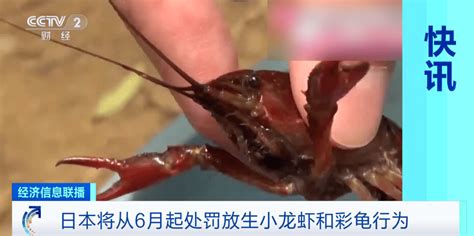 6月1日起，这里禁止出售或放生小龙虾，违者或罚15万元！_日本_晚报_厦门