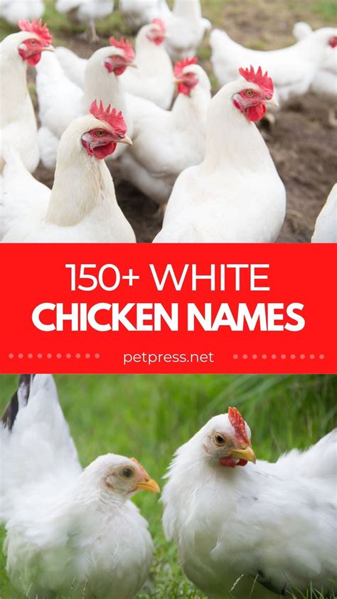 150+ White Chicken Names: Best Names for a White Chicken