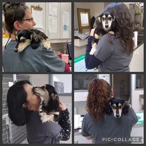 North Avenue Animal Hospital