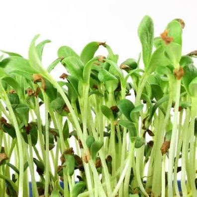 Cress - Farm Fresh Products | Food Products Supplier | Supple Agro ...