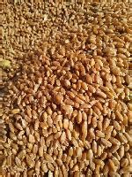 小麦质量快速鉴定的7个方法_新闻资讯_粮食银行