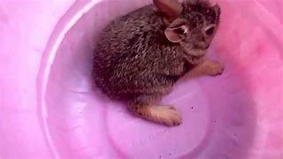 Image result for Eastern Cottontail Rabbit Nest