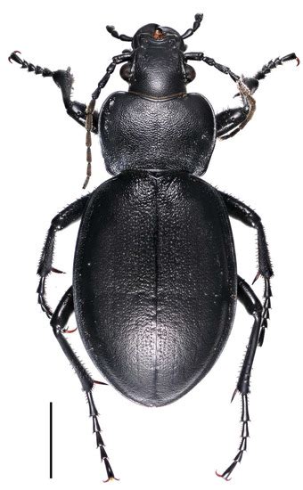 Carabus (Tomocarabus) bessarabicus Fischer von Waldheim, 1823 ...