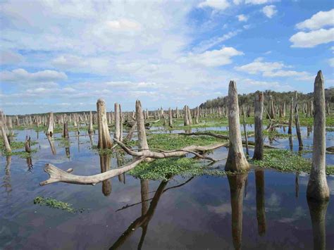 Image result for Little Devil Spring