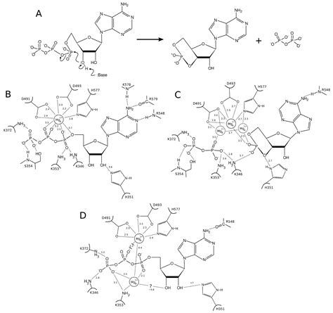 Molecular Motions as a Drug Target: Mechanistic Simulations of Anthrax ...
