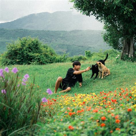 Dogs Playing 的图像结果
