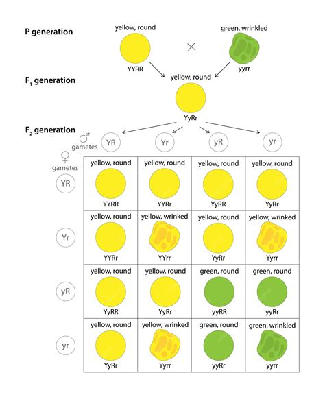 Premium Vector | Dihybrid cross of pea plant the law of independent ...