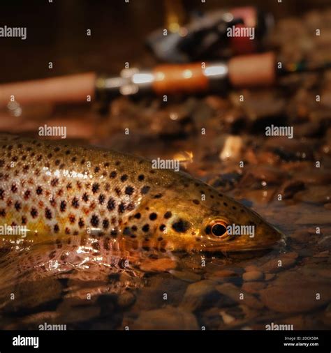 Trout fish with fishing tackle Stock Photo - Alamy