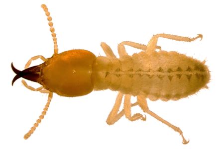 Image result for Formosan Termite Alate