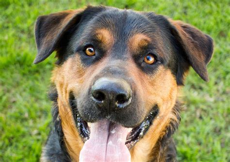 Rottweiler Mix Pictures - AZ Animals