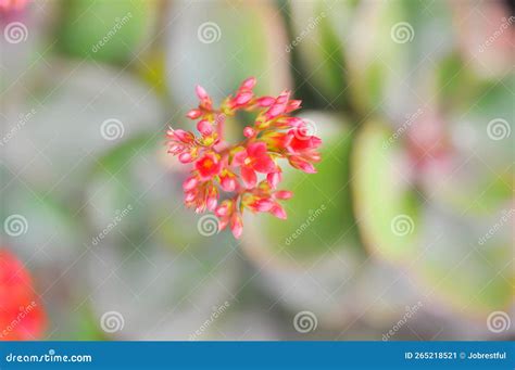 Kalanchoe Blossfeldiana Poelln, Kalanchoe Blossfeldiana or Flaming Katy or Kalanchoe or ...