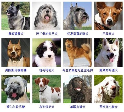 狗狗品种名字大全-起名网