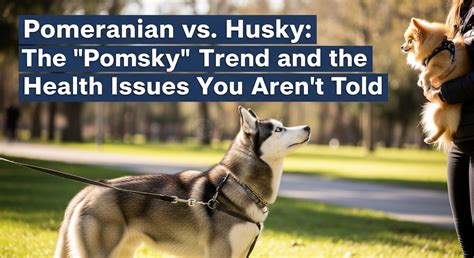Pomeranian vs. Husky: The Pomsky Trend and the Health Issues - Husky ...