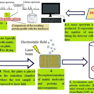 Image result for MALDI-TOF MS Data Calculation