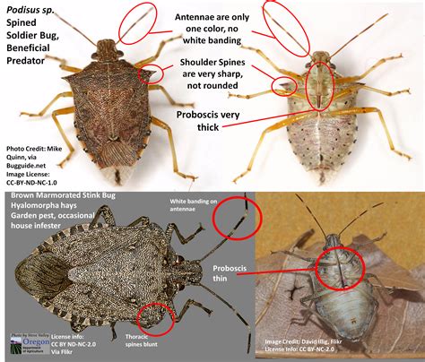 Do Stink Bugs Bite People