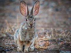 Image result for Wild Rabbit Wants In