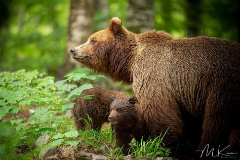 Brown Bear Newborn Cubs