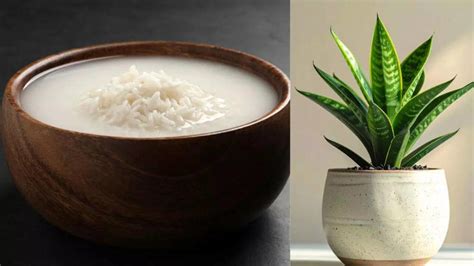Rice water for plants: 10 plants that grow healthier with this simple ...