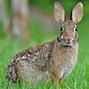 Image result for Empty Cottontail Rabbit Nest