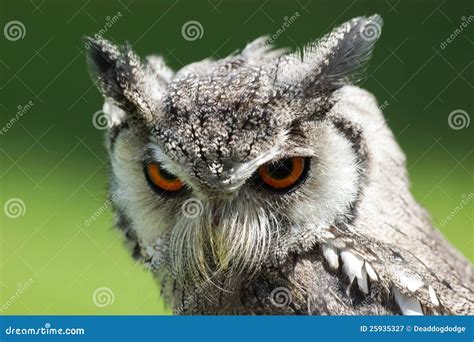 Northern White Faced Owl stock image. Image of chan, wing - 25935327